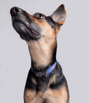 blue Mensa collar on dog