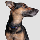 blue mensa collar on dog