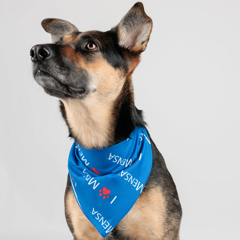 picture of cairo the dog wearing blue bandana with i  paw print mensa. paw print in red. text in white.